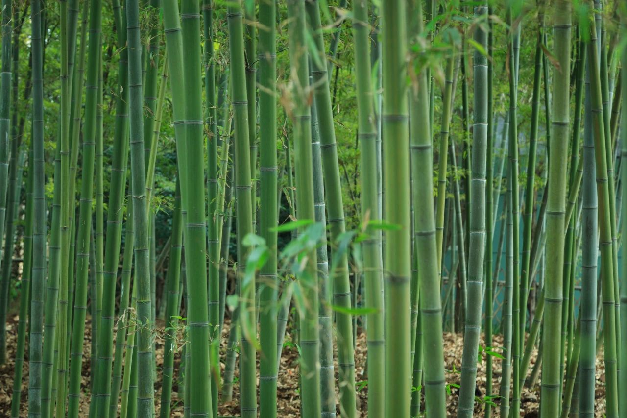 30首夏日诗词：一念薰风起，一念夏思长