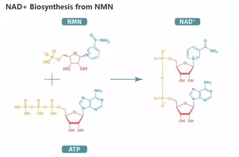 nmn文章2.bmp