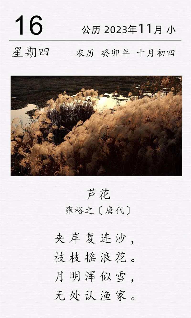 雍裕之《芦花》.jpg